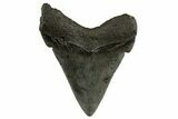 Serrated Angustidens Tooth - Megalodon Ancestor #321684-1